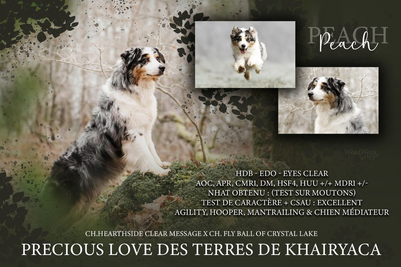 Precious love des Terres De Khairyaca