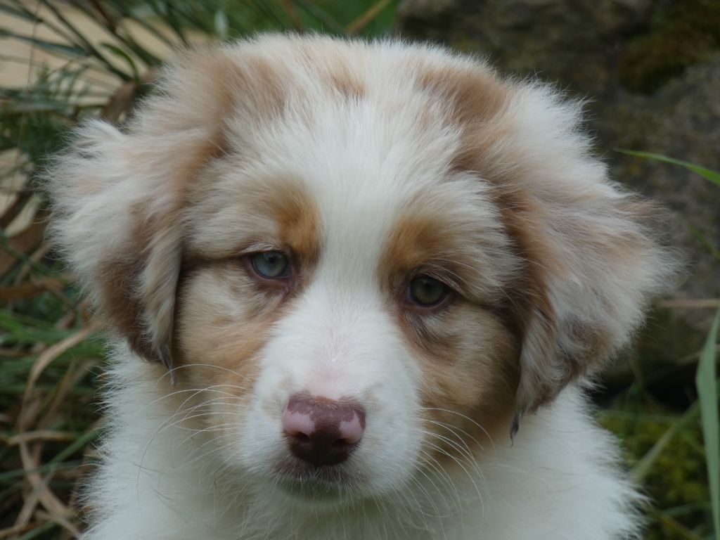 Des Gardiens De Tounfi - Chiots disponibles à la réservation