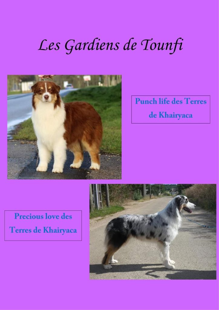 Des Gardiens De Tounfi - Naissance des chiots