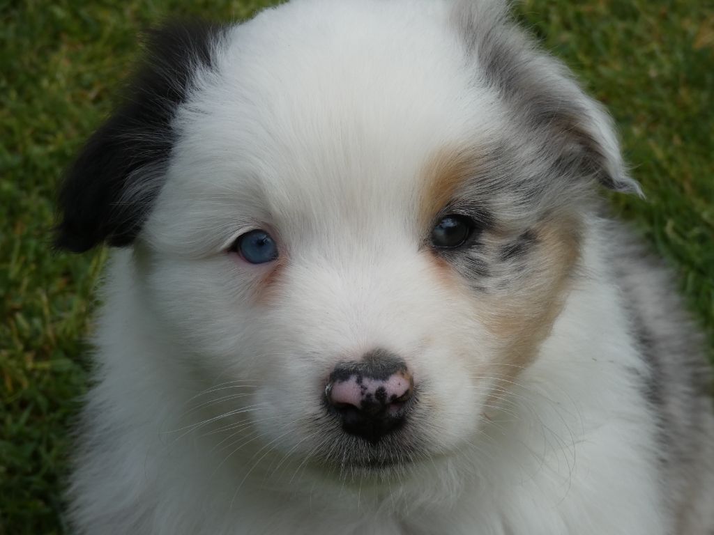 Des Gardiens De Tounfi - Chiots disponibles - Berger Australien