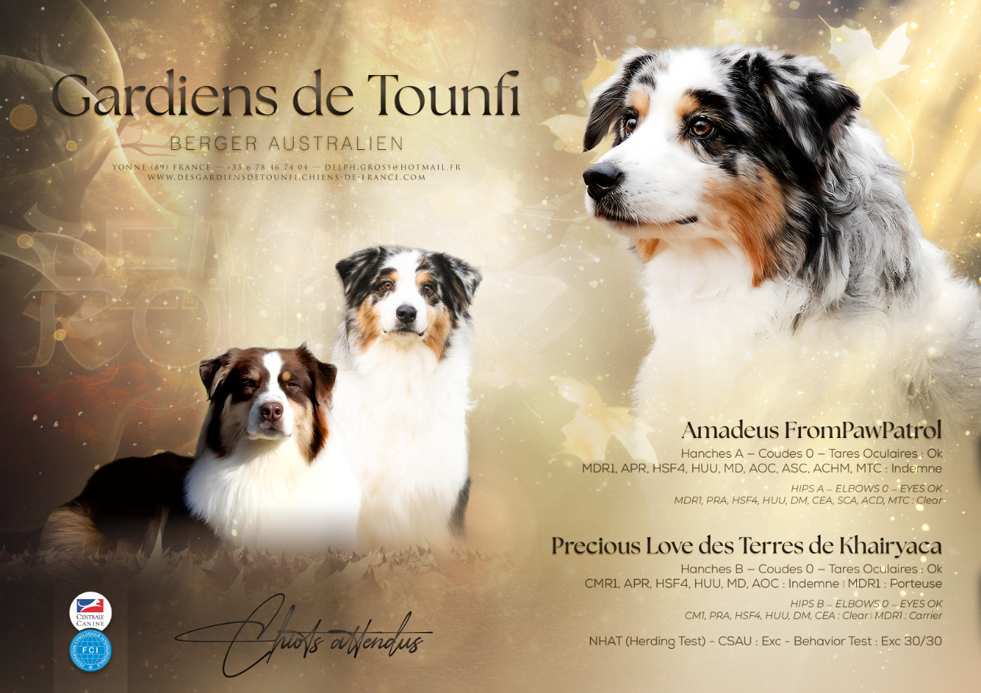 Chiot Berger Australien Des Gardiens De Tounfi