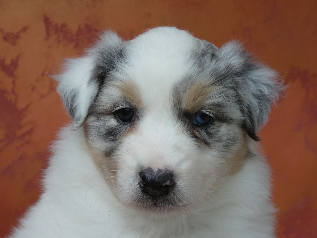 Des Gardiens De Tounfi - Chiots disponibles - Berger Australien