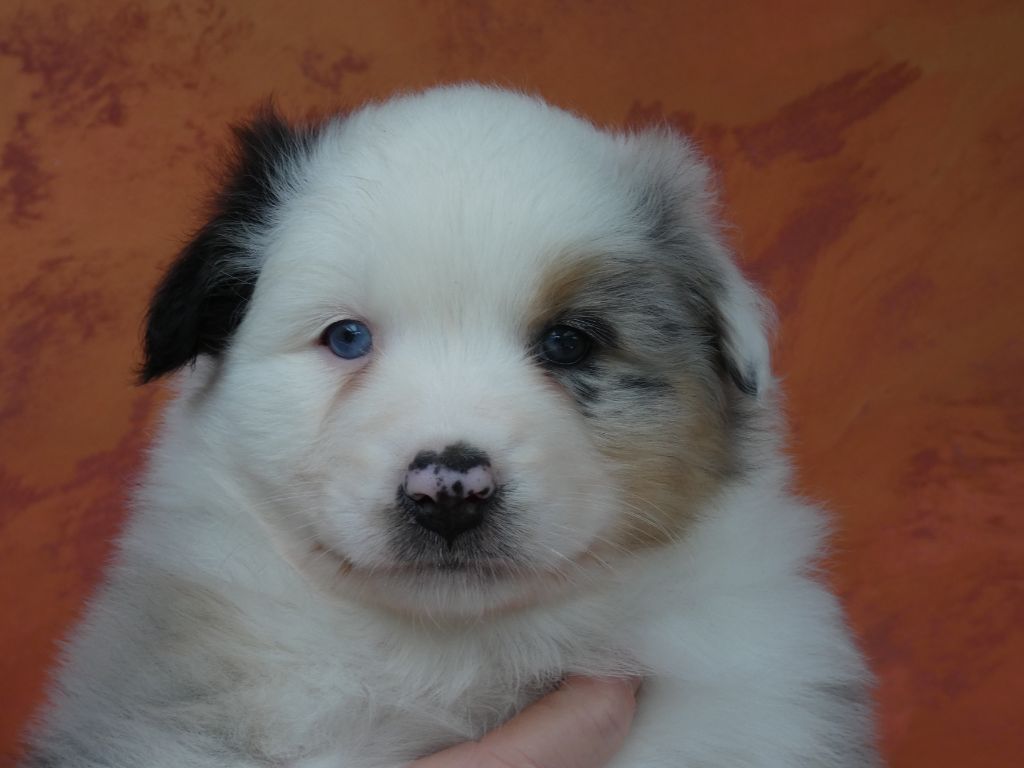 Des Gardiens De Tounfi - Chiots disponibles - Berger Australien