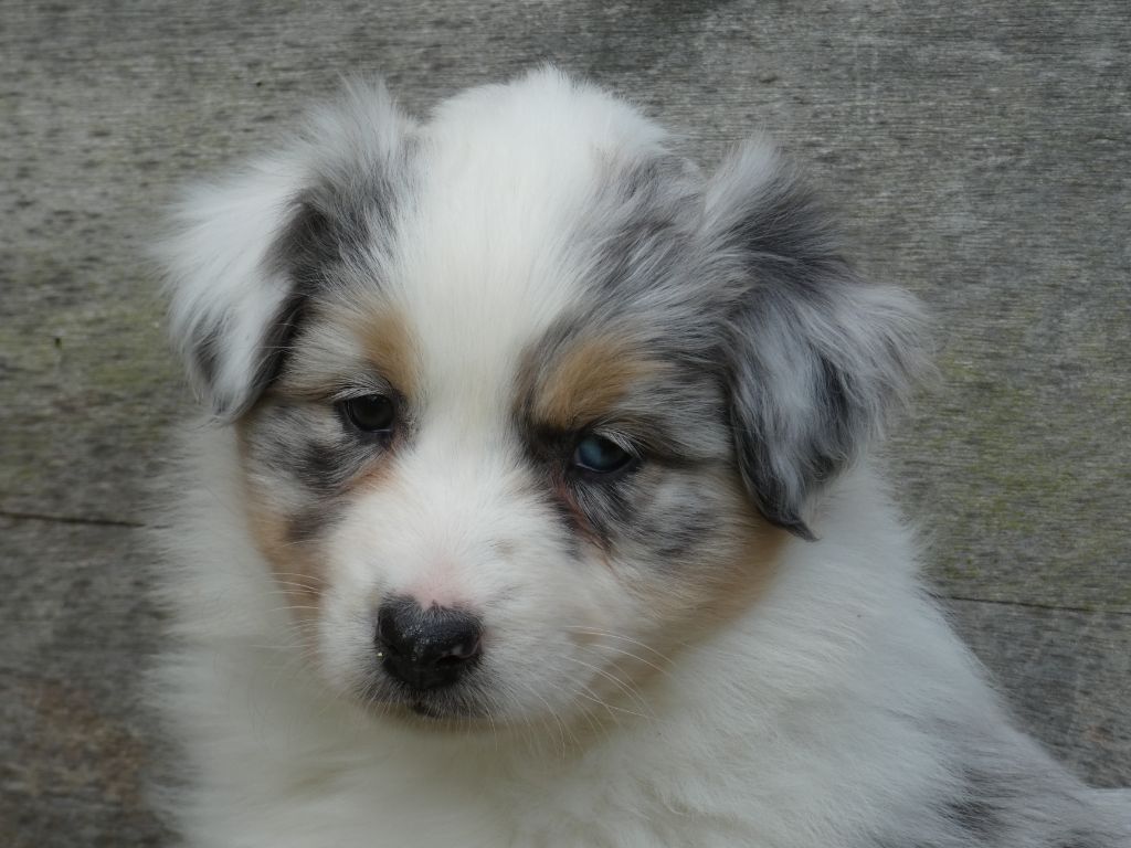 Des Gardiens De Tounfi - Chiots disponibles - Berger Australien
