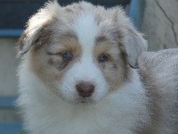 Léo