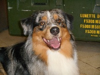Harper