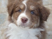 Sirius