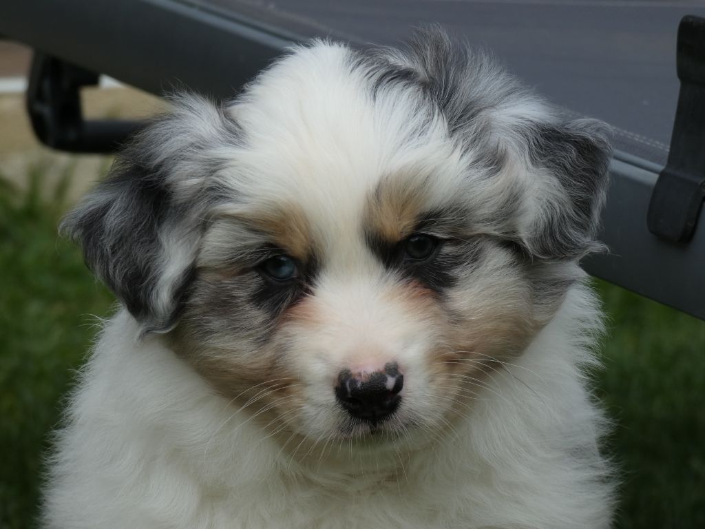 Des Gardiens De Tounfi - Chiots disponibles - Berger Australien