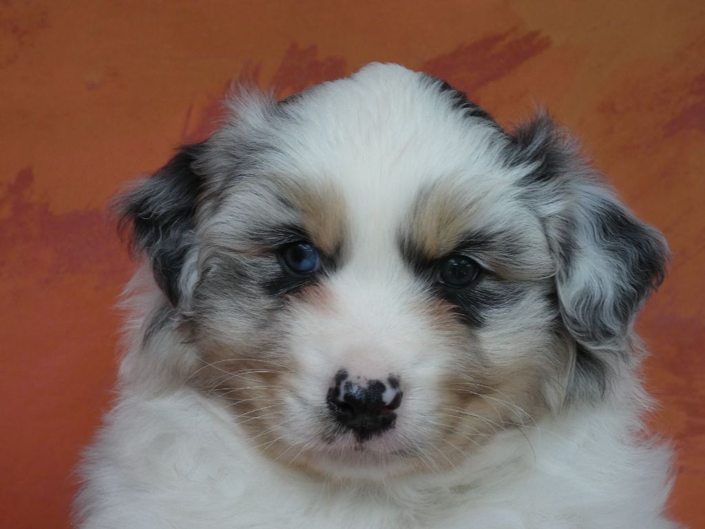 Des Gardiens De Tounfi - Chiots disponibles - Berger Australien